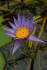 Purple Water Lilies I Poster Print by George Johnson - Item # VARPDXPSJSN212