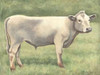 Cow in Field Poster Print by Gwendolyn Babbitt - Item # VARPDXBAB341