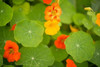 Nasturtiums II Poster Print by Karyn Millet - Item # VARPDXPSMLT500