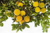 Lemon Grove I Poster Print by Karyn Millet - Item # VARPDXPSMLT734