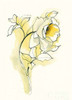 Carols Roses III Poster Print by Shirley Novak - Item # VARPDX27577
