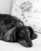 Dachshund Black and White Poster Print by Karyn Millet - Item # VARPDXMLT017