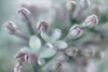 Lilac Blossom I Poster Print by Kathy Mahan - Item # VARPDXPSMHN675