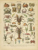 Crustaces Poster Print by Gwendolyn Babbitt - Item # VARPDXBAB060