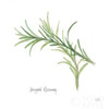 Variegated Rosemary v2 Poster Print by Chris Paschke - Item # VARPDX28468