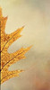 Oak Leaf II Poster Print by Kathy Mahan - Item # VARPDXPSMHN696