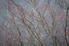 Winter Tree Limbs II Poster Print by Kathy Mahan - Item # VARPDXPSMHN672