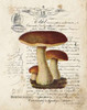 Mushroom II Poster Print by Gwendolyn Babbitt - Item # VARPDXBAB110