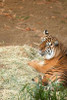 Tiger I Poster Print by Karyn Millet - Item # VARPDXPSMLT615