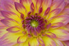 Purple and Yellow Dahlia Poster Print by George Johnson - Item # VARPDXPSJSN237