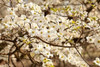 Cherry Blossoms III Poster Print by Karyn Millet - Item # VARPDXPSMLT584