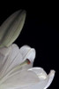 White Lilies III Poster Print by Monika Burkhart - Item # VARPDXPSBHT246
