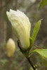 White Tulip Tree I Poster Print by George Johnson - Item # VARPDXPSJSN284