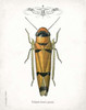 Beetle II Poster Print by Gwendolyn Babbitt - Item # VARPDXBAB102