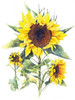 Sunflowers Poster Print by Gwendolyn Babbitt - Item # VARPDXBAB150