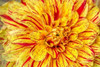 Red Striped Dahlia Poster Print by George Johnson - Item # VARPDXPSJSN238