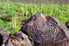 Hohokam Petroglyph Poster Print by Douglas Taylor - Item # VARPDXPSTLR608