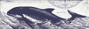 Whale on Cream II Poster Print by Gwendolyn Babbitt
