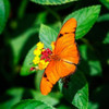 Resting Butterfly III Poster Print by Alan Hausenflock - Item # VARPDXPSHSF2154