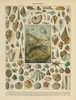 Mollusques Poster Print by Gwendolyn Babbitt - Item # VARPDXBAB062