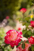 Rose Garden I Poster Print by Karyn Millet - Item # VARPDXPSMLT713