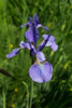 Blue Iris Poster Print by George Johnson - Item # VARPDXPSJSN208