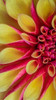 Red and Yellow Dahlia I Poster Print by Kathy Mahan - Item # VARPDXPSMHN691
