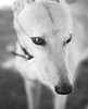 Greyhound Black and White Poster Print by Karyn Millet - Item # VARPDXMLT011