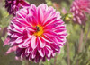 Garden Dahlias IV Poster Print by George Johnson - Item # VARPDXPSJSN247