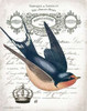 French Swallow II Poster Print by Gwendolyn Babbitt - Item # VARPDXBAB274 French Swallow II Poster Print by Gwendolyn Babbitt - Item # VARPDXBAB274