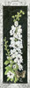 Delphinium Poster Print by Gwendolyn Babbitt