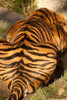Tiger II Poster Print by Karyn Millet - Item # VARPDXPSMLT616