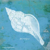 Caribbean Shell II Poster Print by Gwendolyn Babbitt