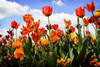 Tulip Parade I Poster Print by Alan Hausenflock - Item # VARPDXPSHSF1925