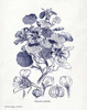 Indigo Botanical IV Poster Print by Gwendolyn Babbitt - Item # VARPDXBAB313