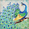 Patterned Peacock I Poster Print by Paul Brent - Item # VARPDXBNT1008