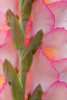Pink Gladiola I Poster Print by Kathy Mahan - Item # VARPDXPSMHN685