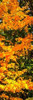 Autumn Maple II Poster Print by Alan Hausenflock - Item # VARPDXPSHSF2078