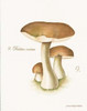 Mushroom II Poster Print by Gwendolyn Babbitt - Item # VARPDXBAB326