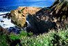 Goldfish Point I Poster Print by Alan Hausenflock - Item # VARPDXPSHSF2001
