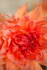 Coral Dahlia Poster Print by Karyn Millet - Item # VARPDXPSMLT696