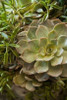 Succulent IV Poster Print by Karyn Millet - Item # VARPDXPSMLT541