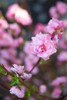 Pink Blossoms I Poster Print by Karyn Millet - Item # VARPDXPSMLT703