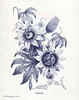 Indigo Botanical I Poster Print by Gwendolyn Babbitt - Item # VARPDXBAB310