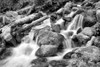 Forest Stream BW Poster Print by Douglas Taylor - Item # VARPDXPSTLR625