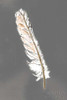 Gold Feathers II on Grey Poster Print by Chris Paschke