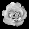 White Rose II Poster Print by Jim Christensen - Item # VARPDXCRS027