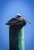 Mr. Pelican II Poster Print by Alan Hausenflock - Item # VARPDXPSHSF1849