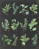 Herb Chart on Black Poster Print by Chris Paschke - Item # VARPDX28343