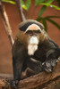 Primate I Poster Print by Karyn Millet - Item # VARPDXPSMLT617